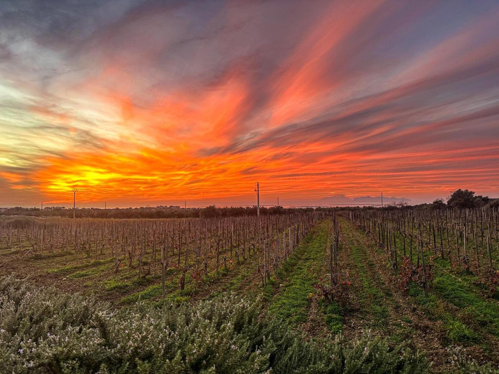 Agriturismo Baglio Donnafranca Wine Resort 마르살라 외부 사진