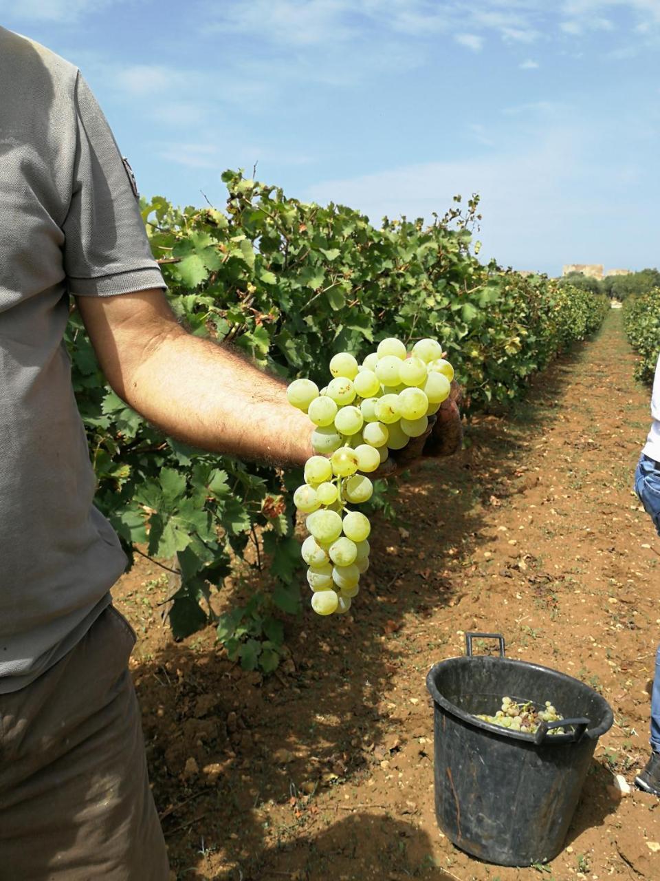 Agriturismo Baglio Donnafranca Wine Resort 마르살라 외부 사진